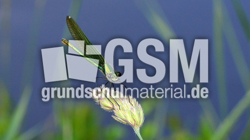 Gebänderte Prachtlibelle - Weibchen (1).jpg